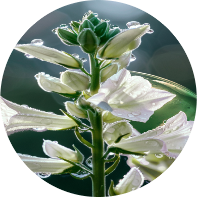 Yerba santa med flavonoider