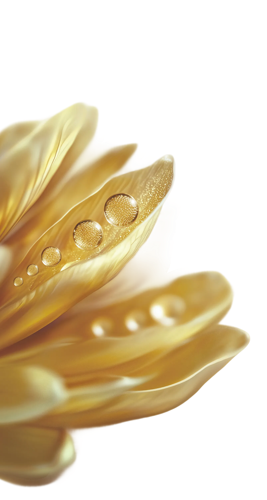 Gyllene röllekablomma