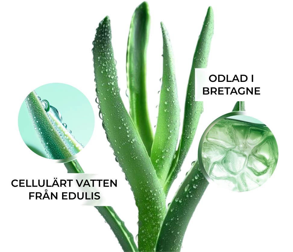 ODLAD I BRETAGNE CELLULÄRT VATTEN FRÅN EDULIS