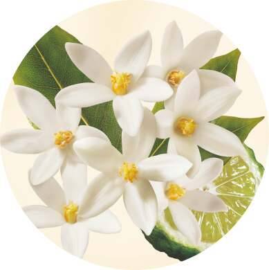 Bergamott, neroli, apelsinblomma