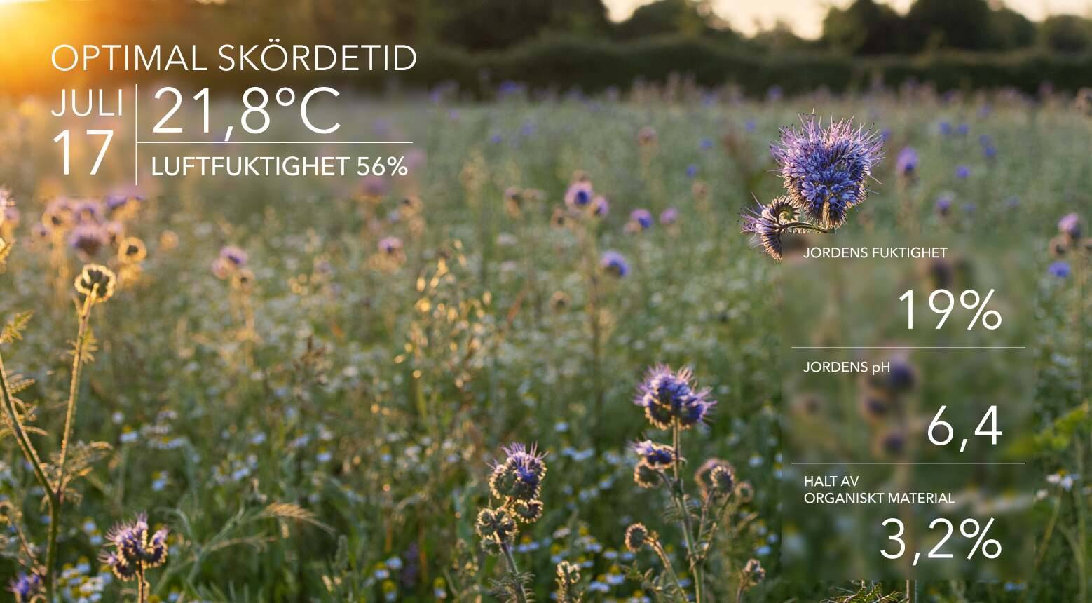 Ideala skördeförhållanden