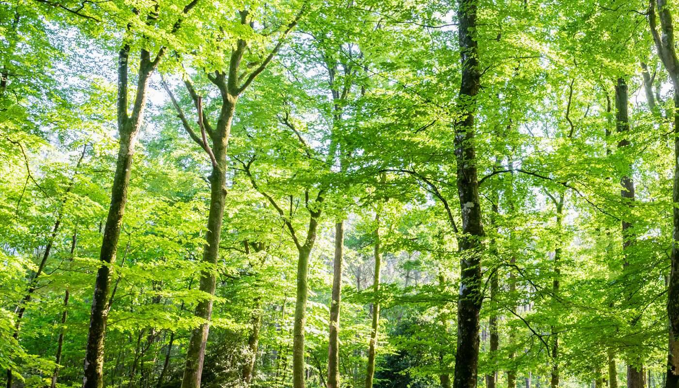 skogsträd höggröna