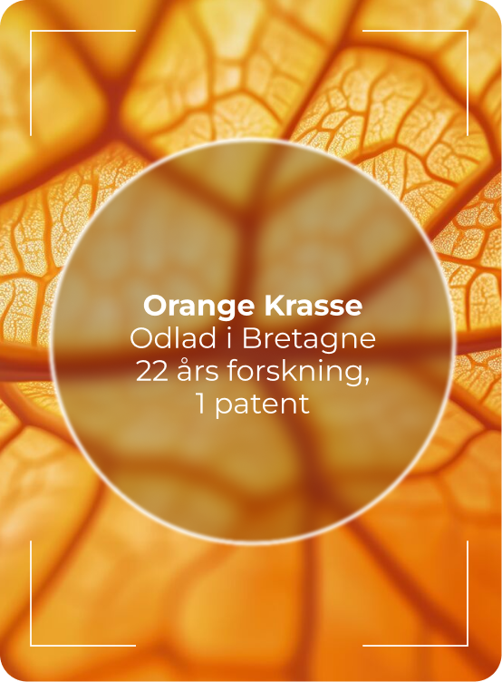 Zoomlins Indiankrasse