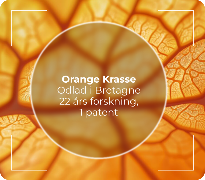 Zoomlins Indiankrasse