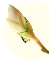 Plantera knoppnektar