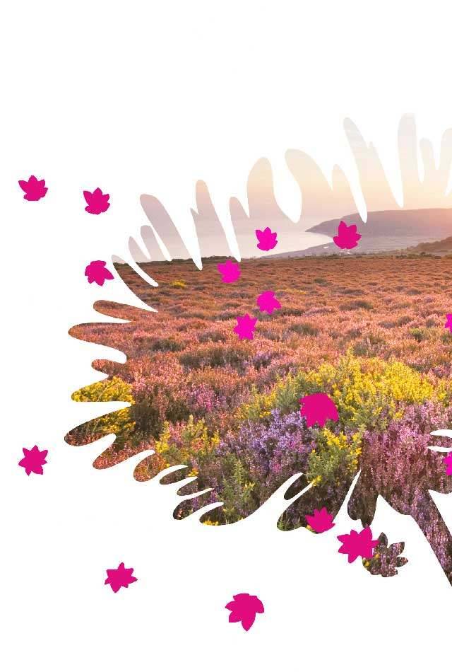 meadow flower background